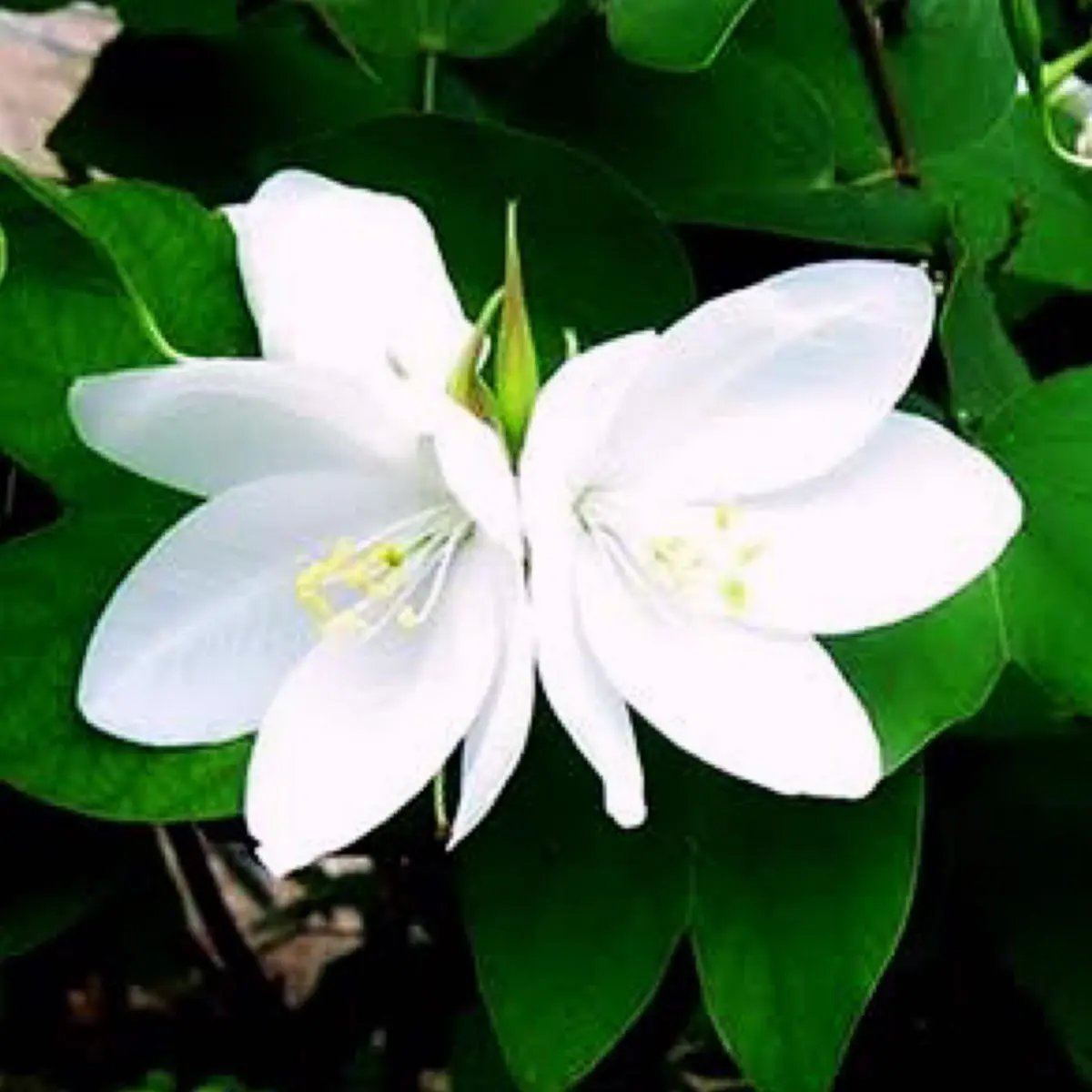 เฮี้ยนสุด! มนต์อาถรรพ์"เจ้าแม่กาหลง" ศรัทธาแห่งความเชื่อ! อธิษฐานสิ่งใดได้สมปรารถนา...สาวแก่ แม่ม่าย อกหักรักคุดช่วยได้หมด!?