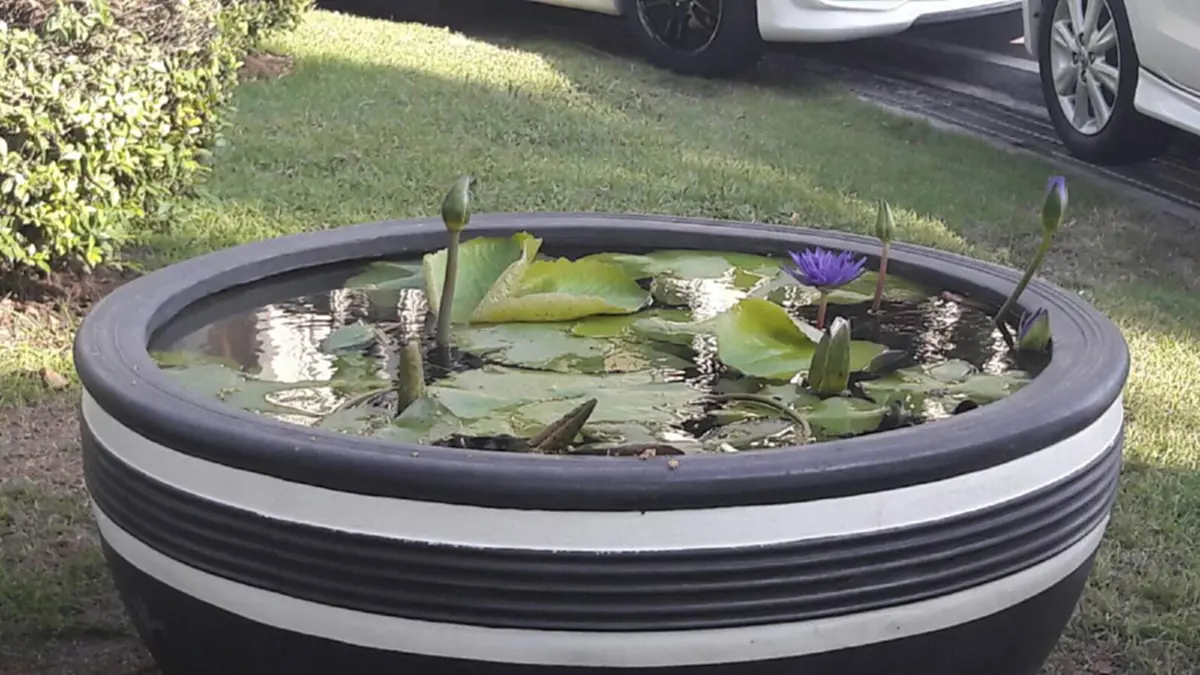 “เปลี่ยนอ่างบัวทำเนียบฯ”สำคัญไฉน “บิ๊กตู่” ถึงควักกระเป๋าเองอ่าน!! สีในหลัก“ฮวงจุ้ย”