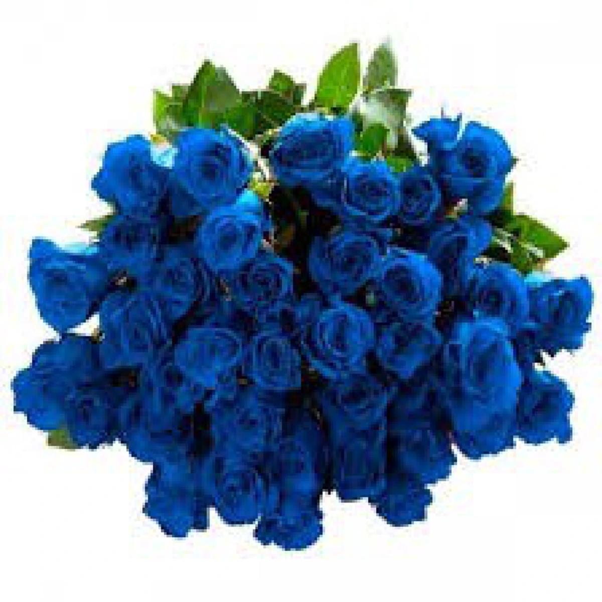 กุหลาบสีฟ้า