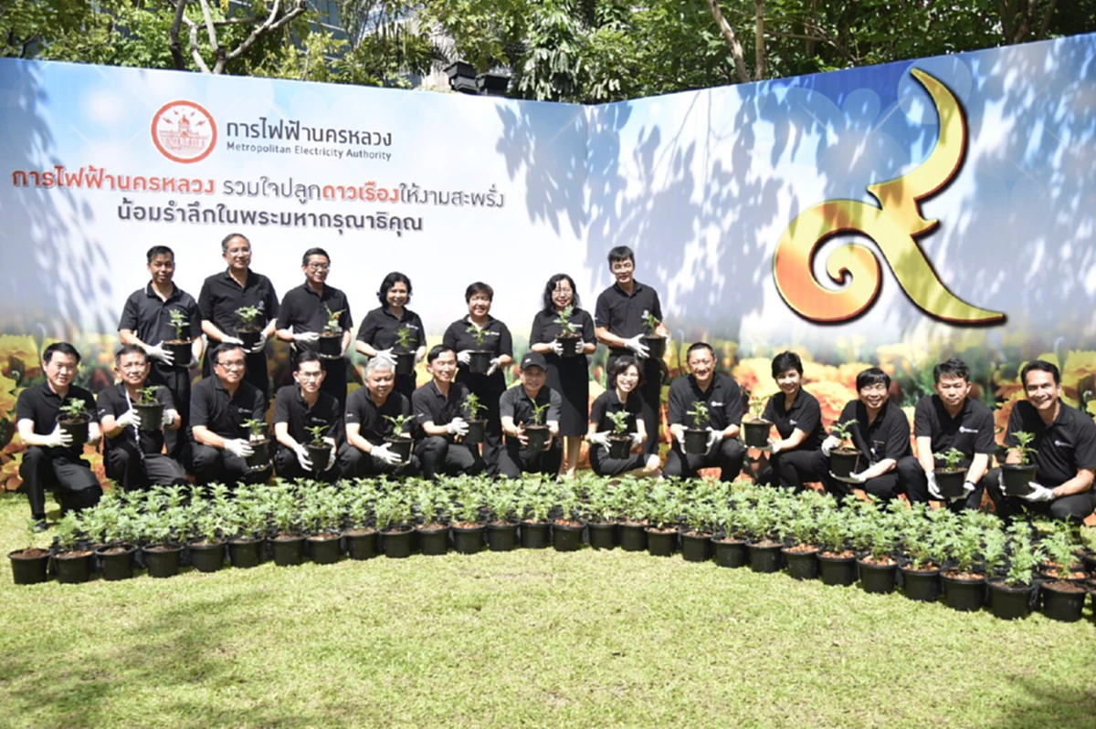 กฟน. จัดงาน “รวมใจปลูกดาวเรืองให้งามสะพรั่ง น้อมรำลึกในพระมหากรุณาธิคุณ ตั้งเป้าปลูกกว่า 60,000 ต้น"