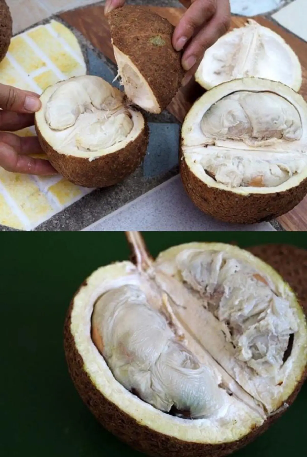 เคยเห็นไหม!!!ทุเรียนไม่มีหนาม ดูเลย ว่าเป็นไง