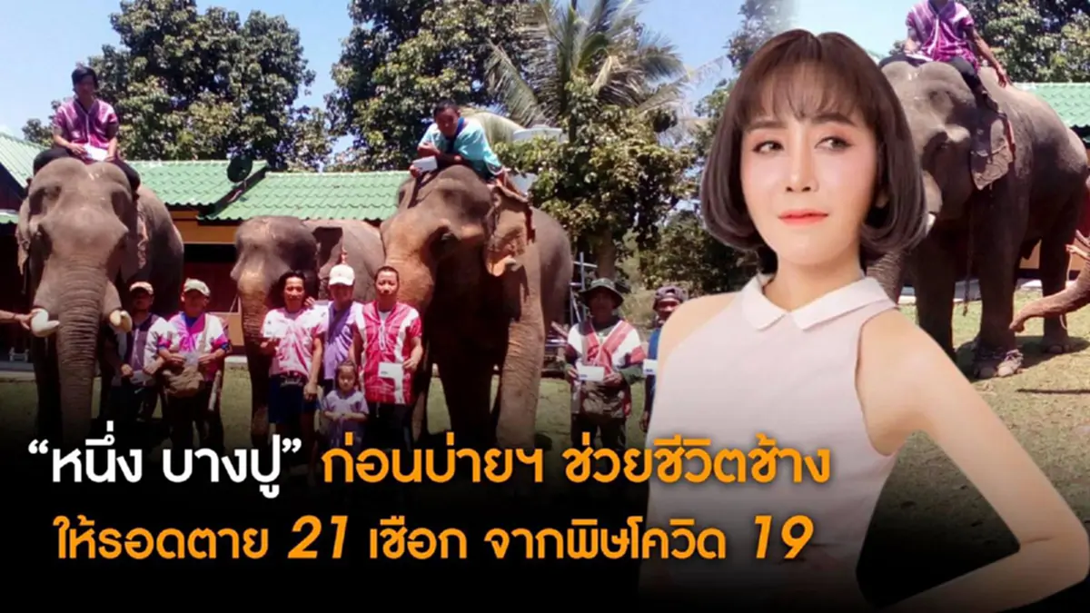 หนึ่ง บางปู ก่อนบ่ายฯ ติดปีกนางฟ้า ช่วยชีวิตควานช้าง 21 เชือกที่เชียงรายให้รอดจากพิษโควิด-19