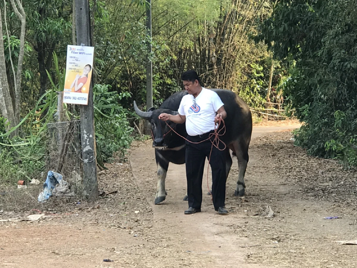 ทำทุกวิถีทาง ผู้สมัคร สส. จูงควายเดินหาเสียงหวังคะแนนช่วงโค้งสุดท้าย ก่อนเลือกตั้งล่วงหน้า(คลิป)