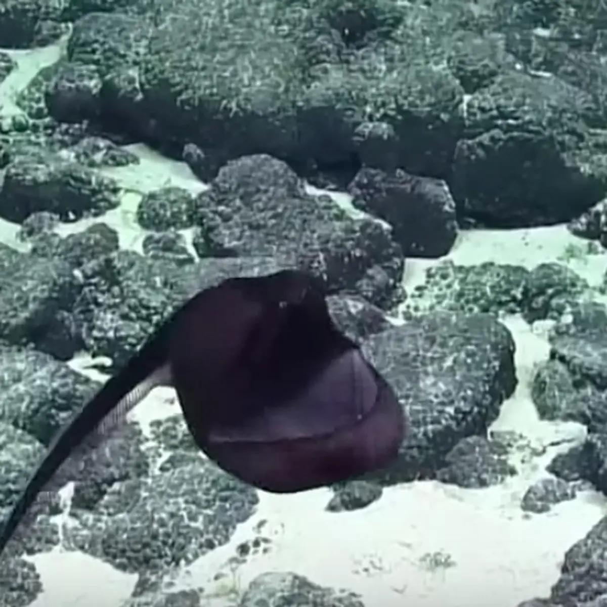 ปลาไหลกัลเปอร์ สิ่งมีชีวิตประหลาดใต้ท้องทะเลลึก (คลิป)