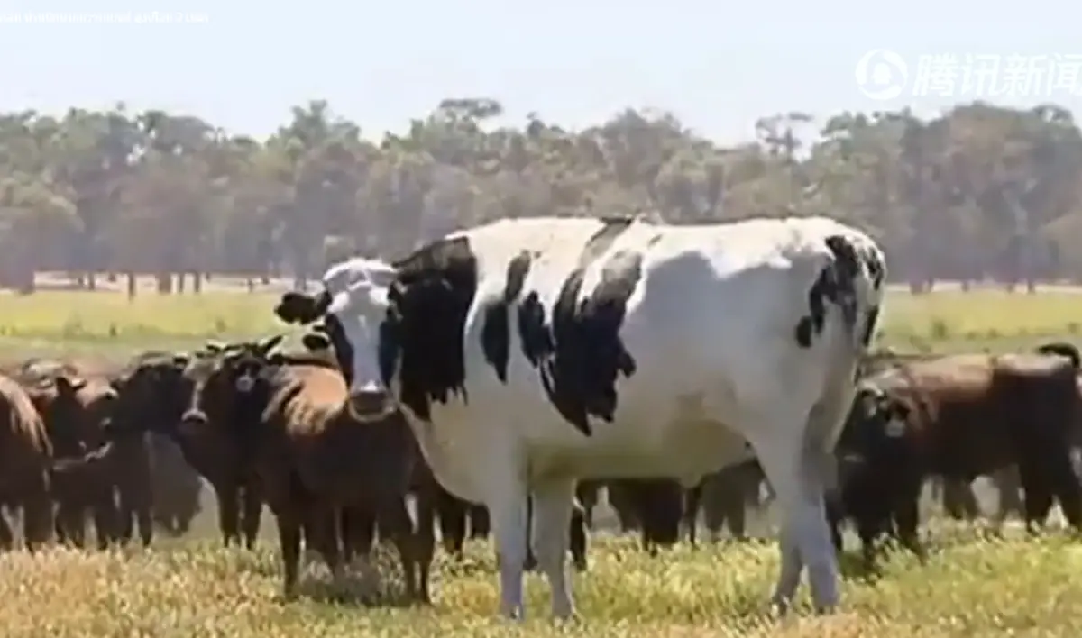 "วัวยักษ์" ตัวใหญ่สุดในออสเตรเลีย น้ำหนักมากกว่ารถยนต์ สูงเท่าไมเคิล จอร์แดน นักกีฬาบาสเก็ตบอลชื่อดัง