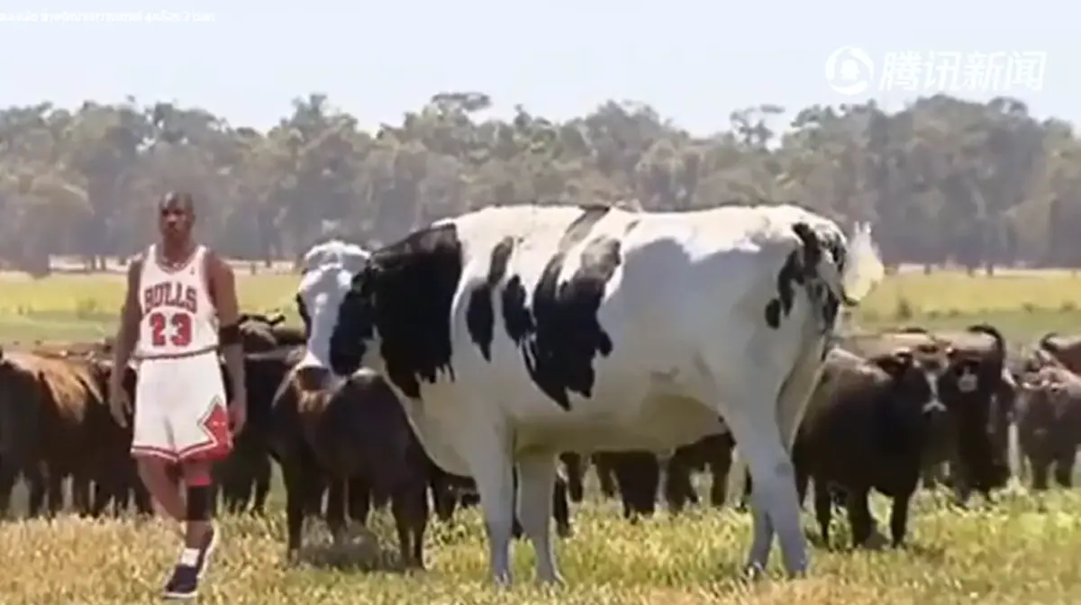 "วัวยักษ์" ตัวใหญ่สุดในออสเตรเลีย น้ำหนักมากกว่ารถยนต์ สูงเท่าไมเคิล จอร์แดน นักกีฬาบาสเก็ตบอลชื่อดัง