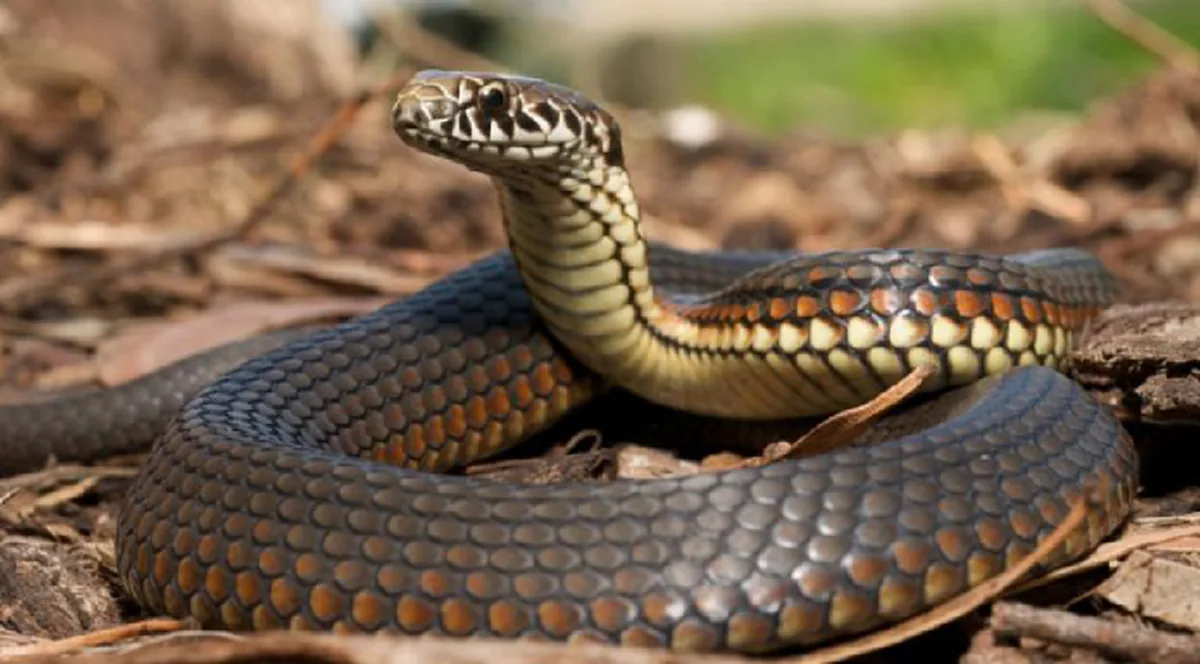 ไม่ต้องกลัว..อีกต่อไปแล้ว "๕ ต้นไม้ป้องกันงูเข้าบ้าน"พร้อมด้วยพระคาถากันงู "ขันธะปะริตตะคาถา"เห็นผลชะงัด ใช้มาตั้งแต่พุทธกาล..