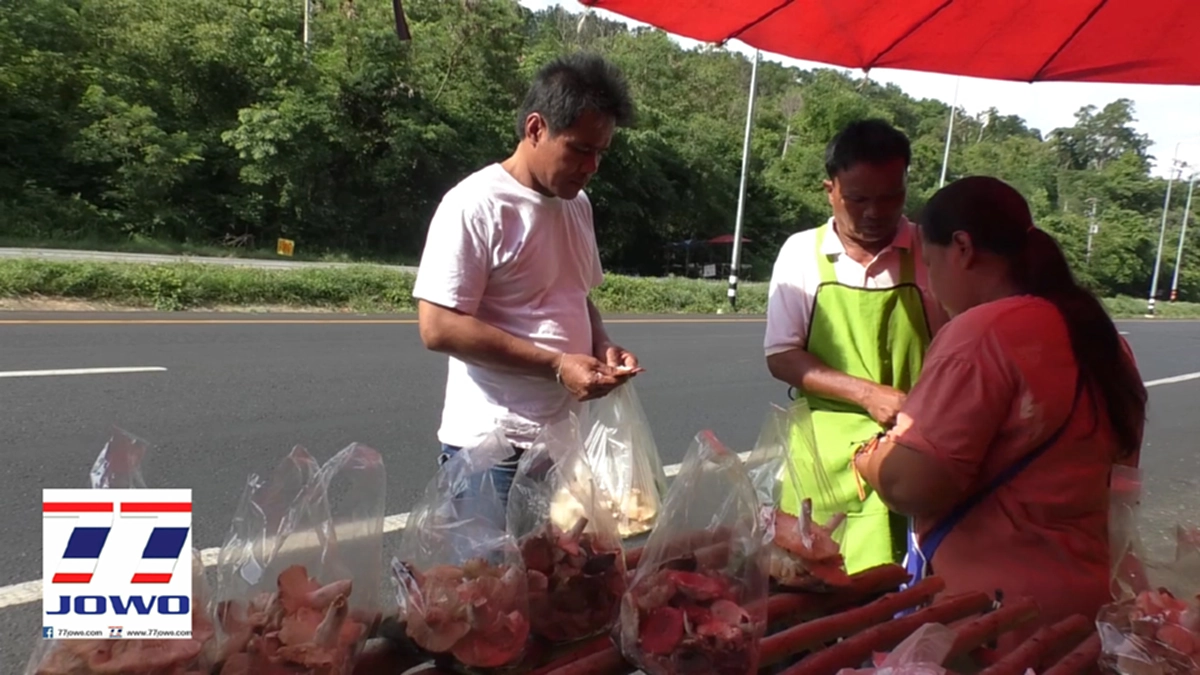 ได้รวยกันถ้วนหน้า สภาพอากาศเป็นใจ ส่งผลให้ชาวบ้านวังน้ำเขียว เก็บเห็ดมาขาย สร้างรายได้เป็นกอบเป็นกำ