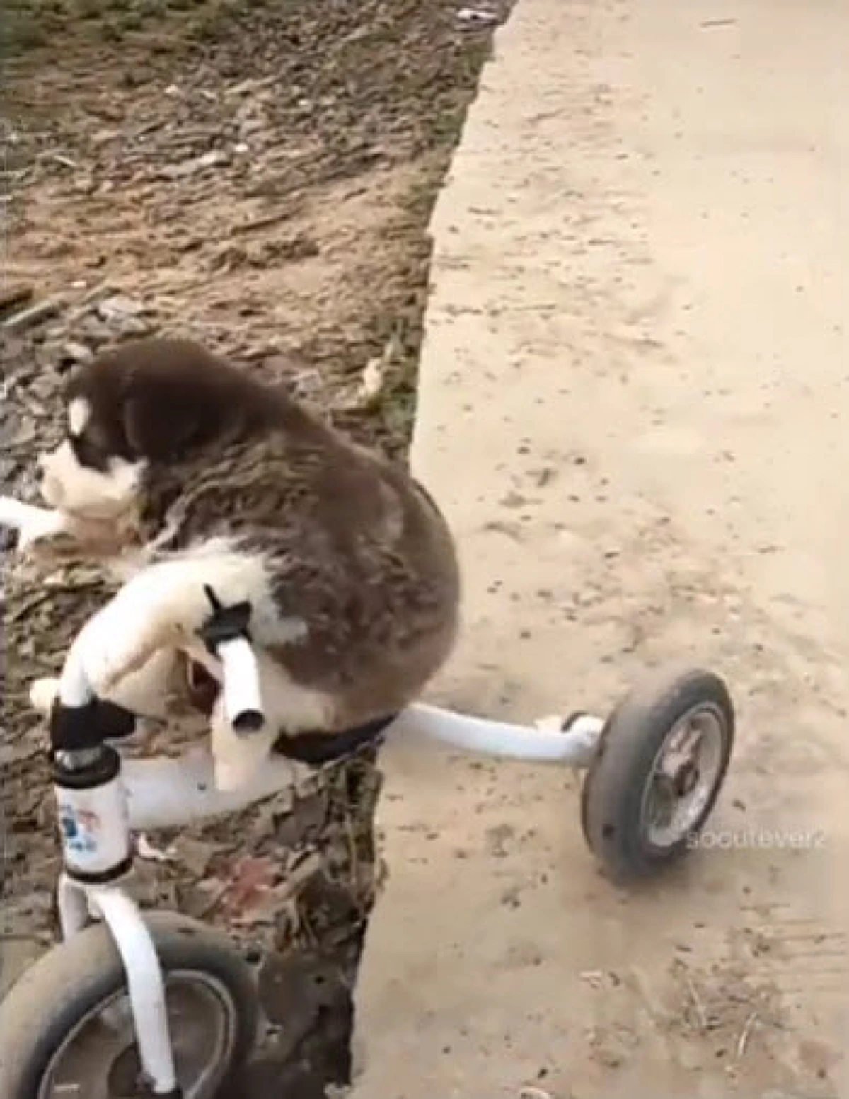 ไซบีเรียนตัวน้อย ขี่จักรยาน ลงข้างทางไม่รู้ตัว (คลิป)