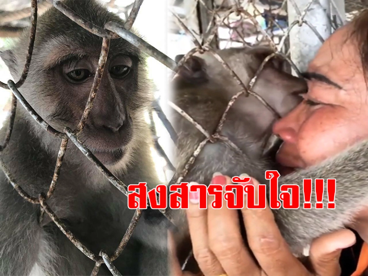 สงสารจับใจ!!!!! เปิดคลิป ช๊อตสะเทือนหัวใจ เจ้าลิงน้อยโอบกอดเจ้าของ ผ่านกรง เลียน้ำตาให้ หลังต้องถูกเอาไปไว้ที่สวนสัตว์ (ชมคลิป)