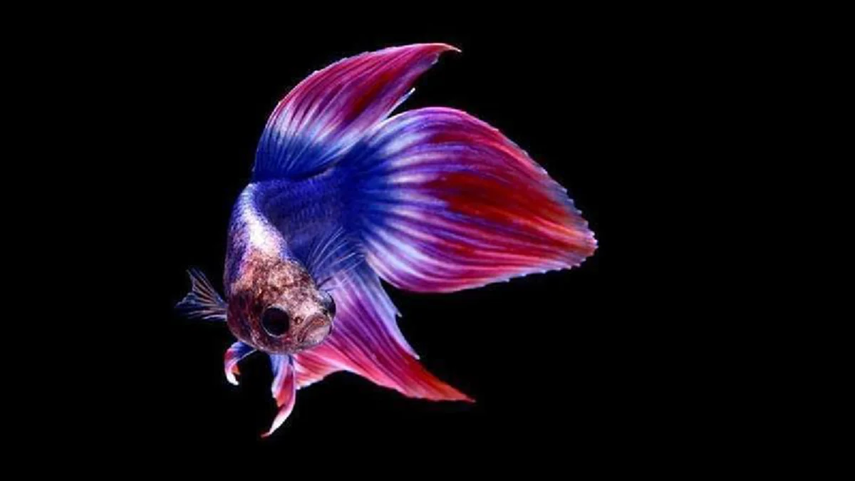 ผ่านไปเป็นเดือนไม่คืบโซเชียลแฉ หน้าห้องรมว.เกษตร ดองเรื่อง ยื่น“ปลากัดเป็นสัตว์น้ำประจำชาติ”  หวั่นต่างชาติ ชิงจดสิทธิบัตร