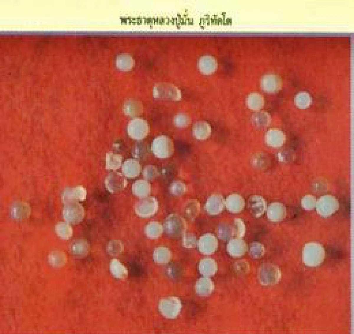 ปาฏิหาริย์อัฐิพระอรหันต์!! บูรพาจารย์แห่งพระวิปัสสนากรรมฐาน "หลวงปู่มั่น  ภูริทัตโต" มรณภาพ เกิดเหตุอัศจรรย์ "อัฐิกลายเป็นพระธาตุ" !!