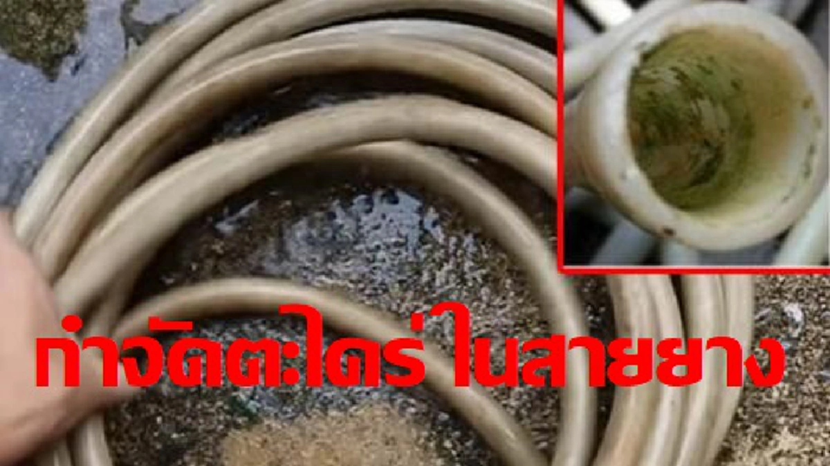 โง่มาตั้งนาน ! เผยวิธีกำจัด "ตะไคร่" ในสายยางเหลือเชื่อแค่ใช้สิ่งนี้....ไม่กี่วินาทีก็สะอาดเหมือนเพิ่งซื้อมาใหม่! (คลิป)