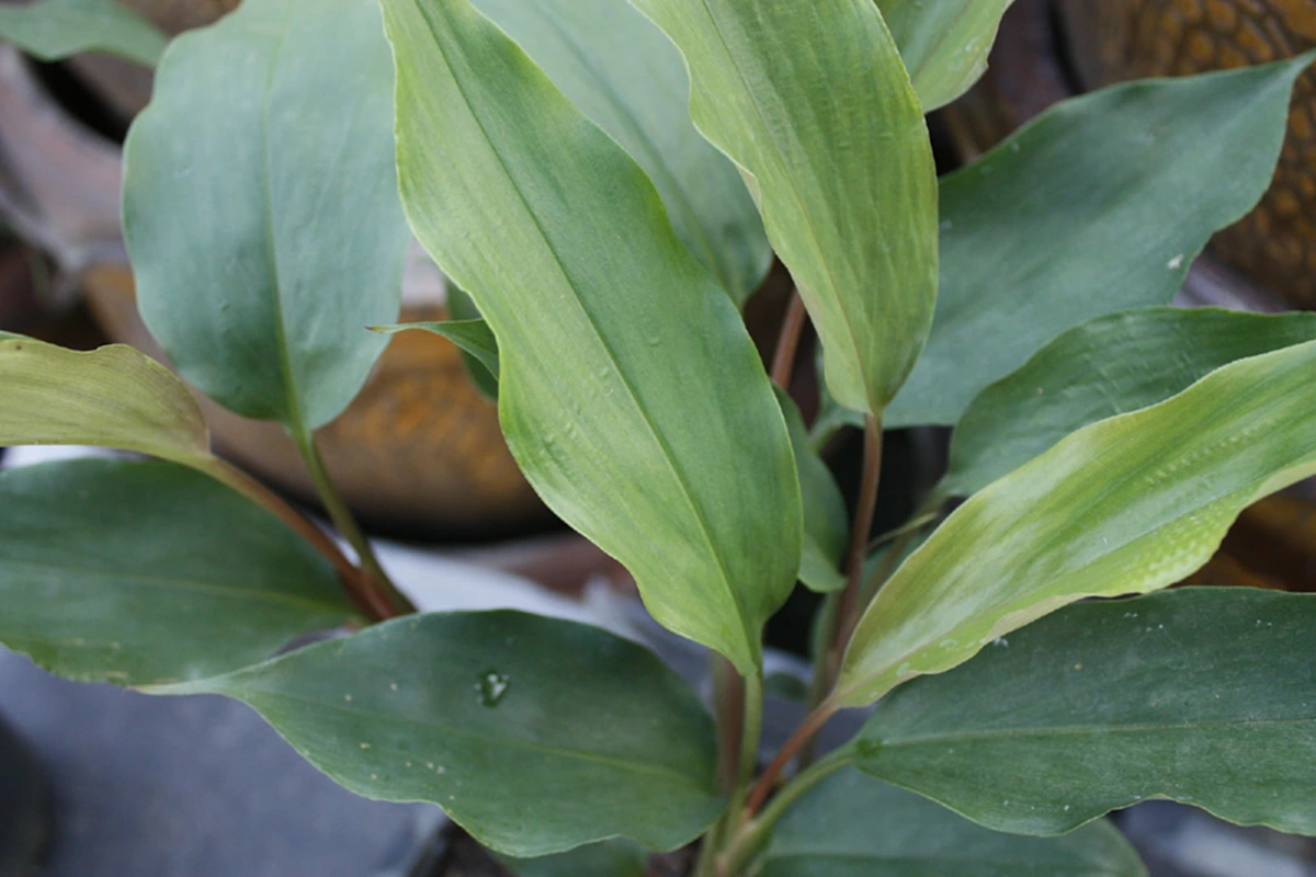 กลิ่นหอมเย็นและคาวคล้ายกับกลิ่นของ..อสุจิ ใครได้สูดดมจะเกิดกามราคะ "ว่านดอกทอง"ว่านเสน่ห์เมตตามหานิยม คนรักคนหลง ค้าขายรุ่งเรือง.