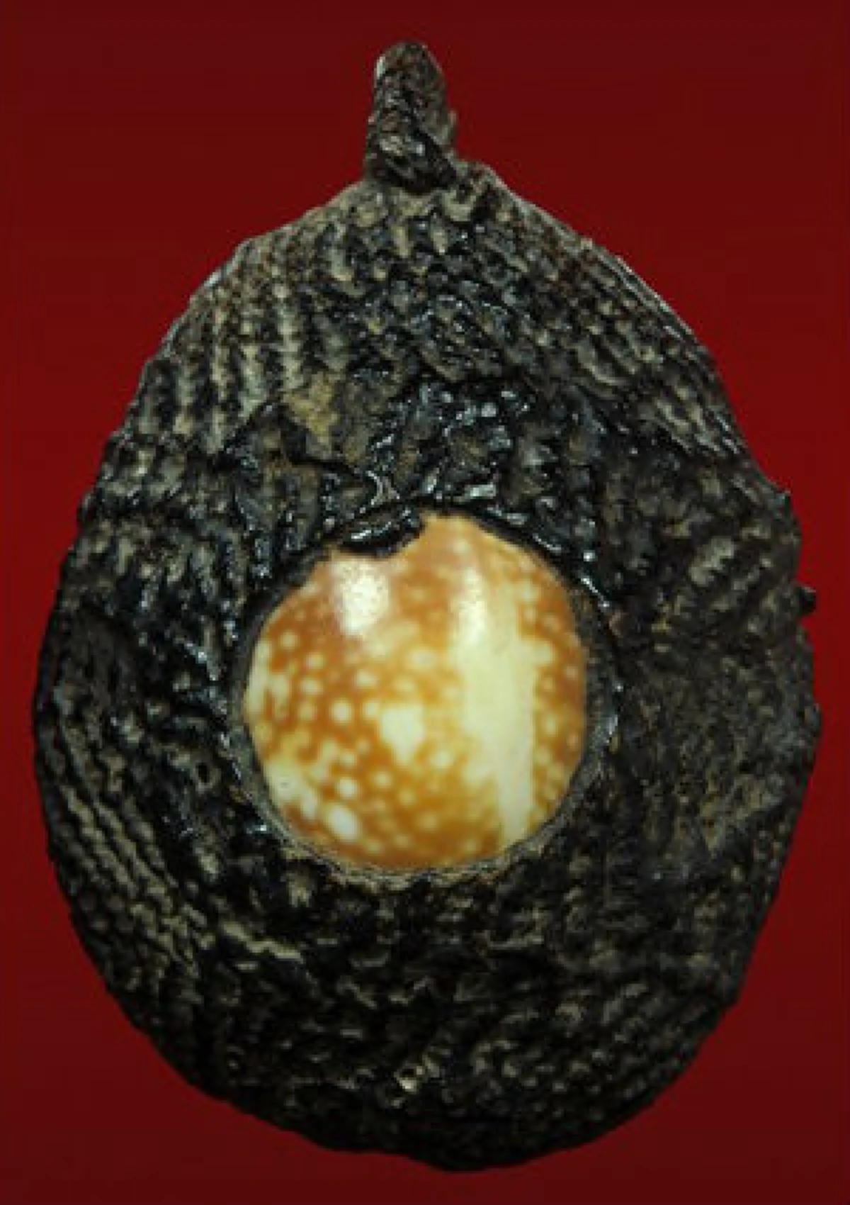 "เบี้ยแก้ วัดนายโรง" จักรพรรดิเครื่องรางที่ หลวงปู่รอด สร้างขึ้นในอดีตและโด่งดังมาถึงปัจจุบัน ใช้ กันผี ไข้ป่า คุณไสย ได้สารพัด!!! ดีสุดๆ!!