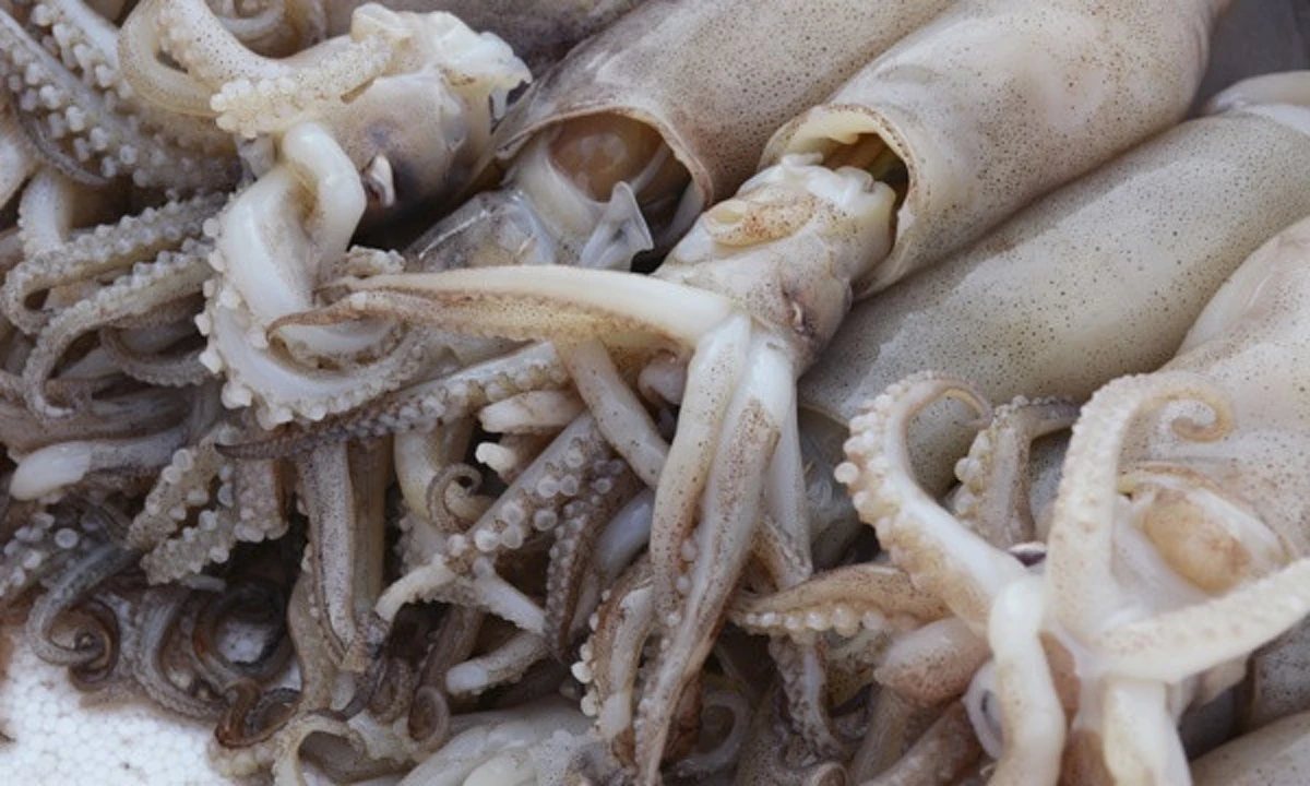 ปลาหมึก