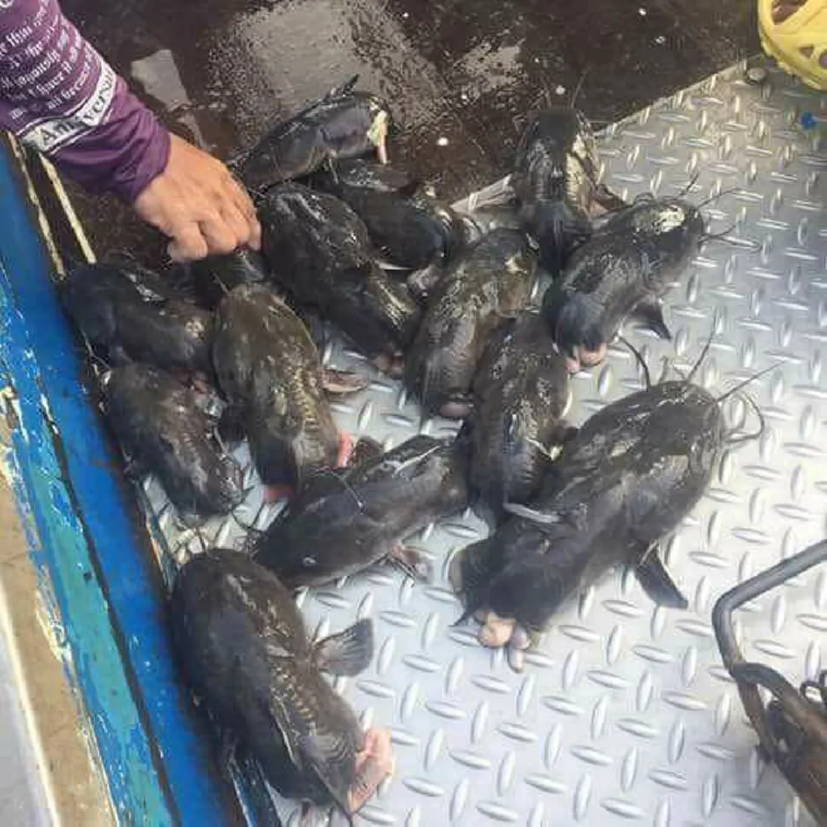 ปรากฎการณ์ปีละครั้ง !! "ชาวบ้าน" ออกจับปลาดุกครึ่งตัว ที่เหลือแต่หัว เป็นเรื่องธรรมชาติที่ต้องอึ้ง แปลกประหลาดไม่เหมือนใคร !! (ชมภาพ)