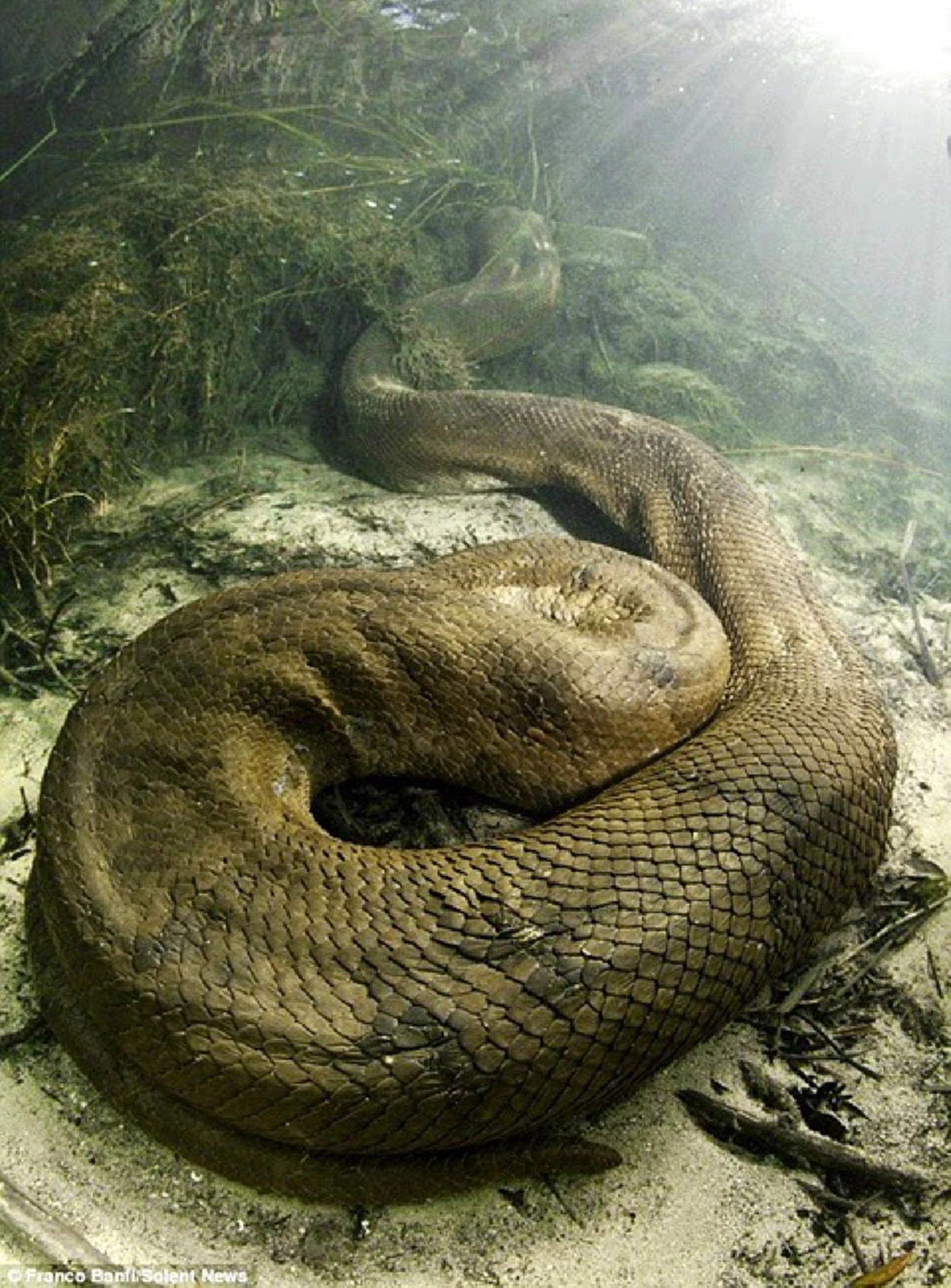 เผยเรื่องราวน่าสยอง!! "งูเหลือมยักษ์เขมือบทหารญี่ปุ่นหลายคนในครั้งเดียวกัน" ยุคสงครามโลกครั้งที่สอง ในถ้ำแห่งหนึ่งของกาญจนบุรี แทบทุกคืน!!!