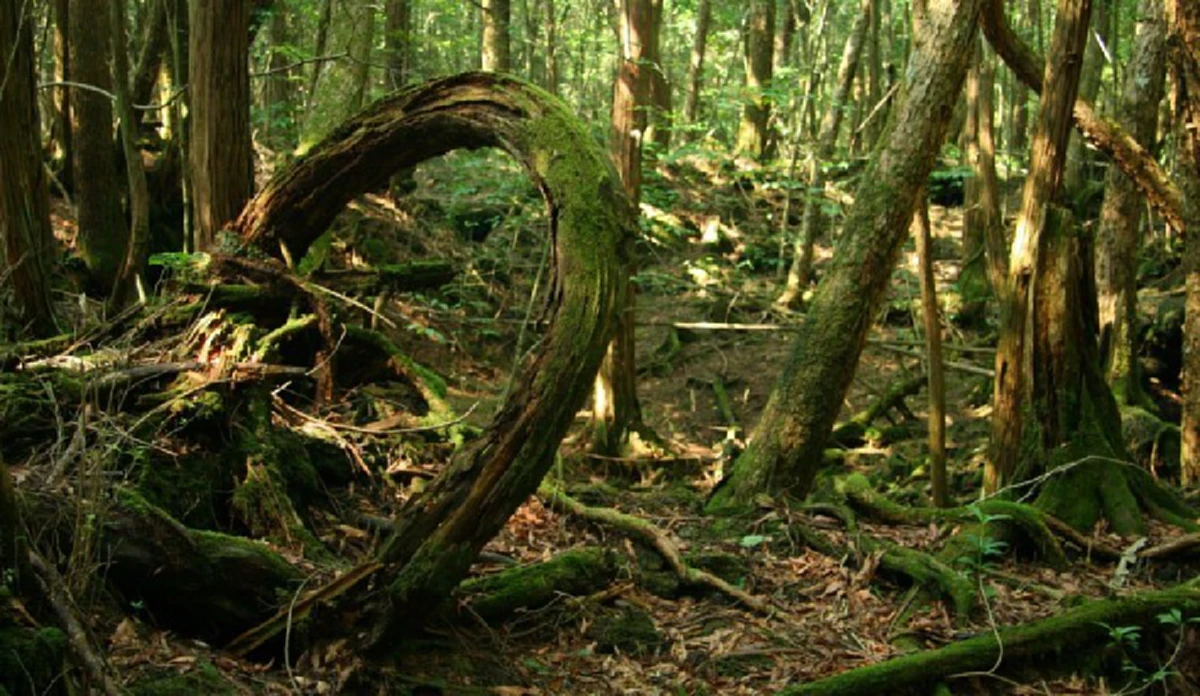 โคตรหลอน!!  ป่าอาโอกิกาฮาระ (Aokigahara) ป่าอาถรรพ์ แห่งประเทศญี่ปุ่น สถานที่ฆ่าตัวตายติดอันดับ 2 ของโลก!