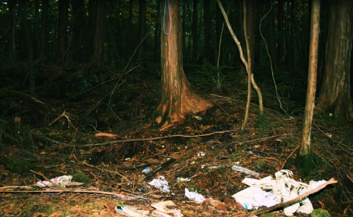 โคตรหลอน!!  ป่าอาโอกิกาฮาระ (Aokigahara) ป่าอาถรรพ์ แห่งประเทศญี่ปุ่น สถานที่ฆ่าตัวตายติดอันดับ 2 ของโลก!