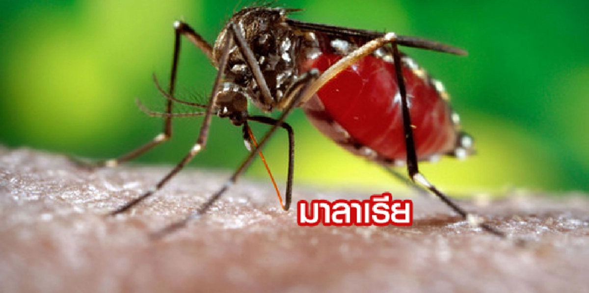 มันมาแล้ว ระวัง ให้ดี!!เตือน “ โรคที่น่ากลัวและอันตรายมาก ” ระบาดหนักแถบลุ่มน้ำโขง และเริ่มเข้ามาไทย รู้แล้วรีบป้องกันด่วน