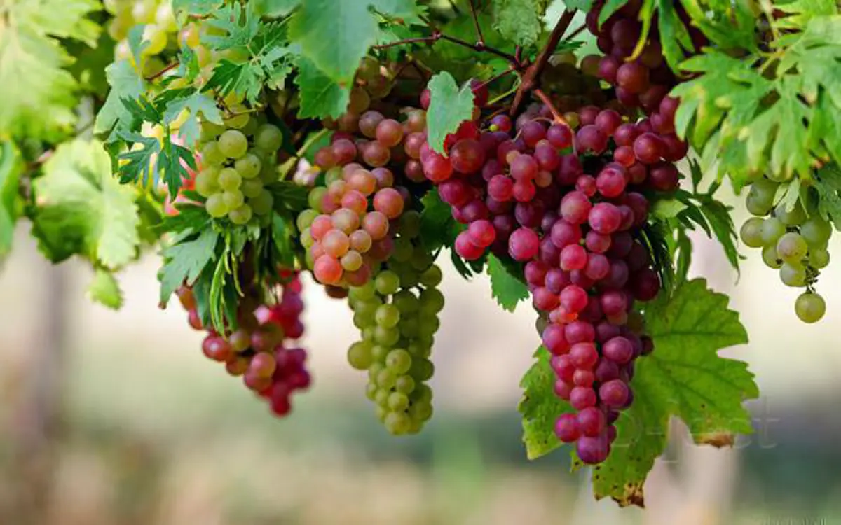 อึ้ง!!แจกสูตรวิธีบังคับองุ่นออกทั้งปี"เพิ่มผลผลิต"องุ่น"ให้เกษตรกร... รีบกดแชร์ด่วน