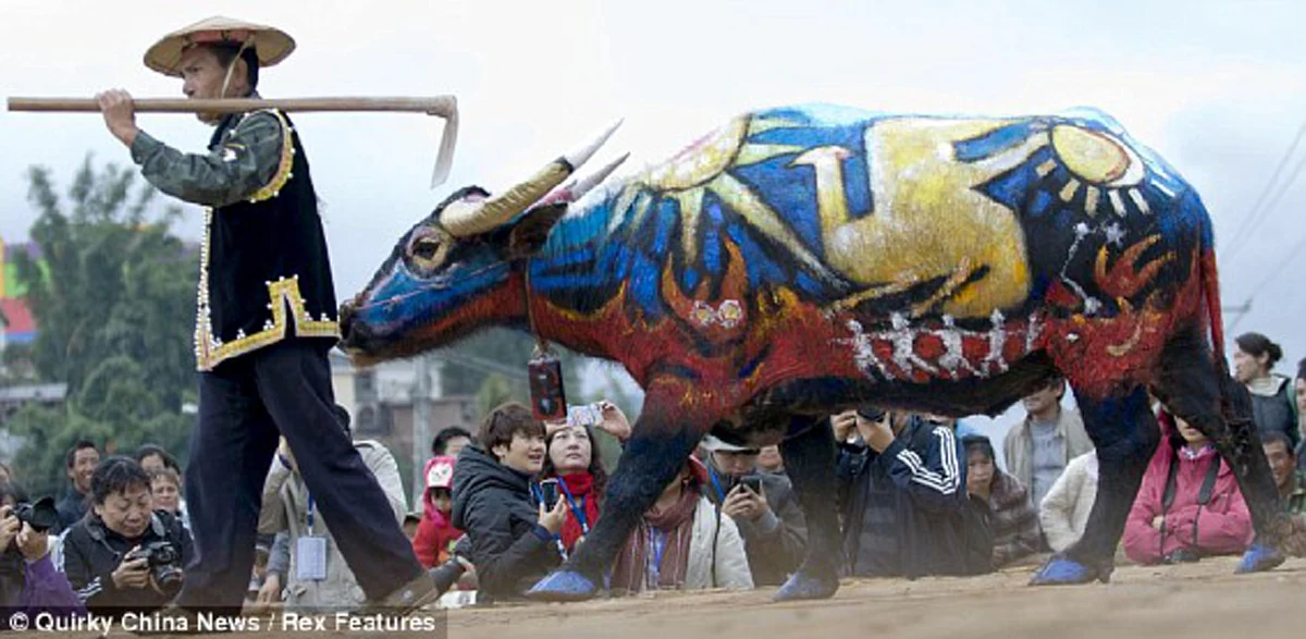 รู้จัก เทศกาล "ระบายสีควาย" จัดเป็นประจำทุกปีช่วงเทศกาลปีใหม่ในจีน (คลิป)