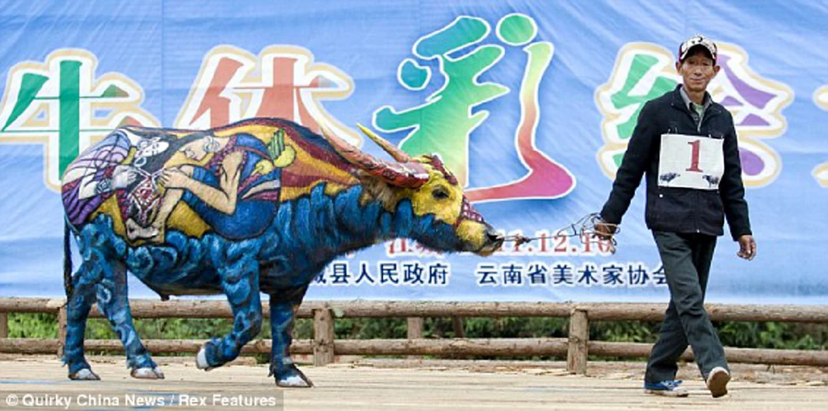 รู้จัก เทศกาล "ระบายสีควาย" จัดเป็นประจำทุกปีช่วงเทศกาลปีใหม่ในจีน (คลิป)