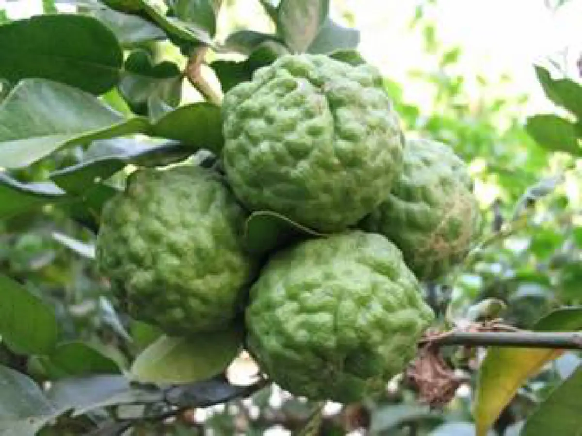 #น้ำมะกรูด !! ช่วยล้างสารพิษ ลดไขมันในเลือด สรรพคุณยาดีสำหรับร่างกาย