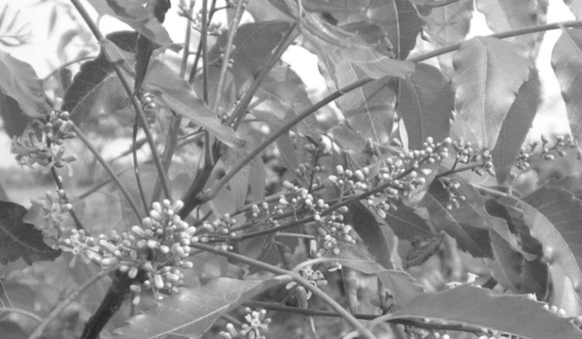 ไม่อยากป่วยเป็นโรคร้ายต้องดู!!! 5 ผักพื้นบ้านไทยมีฤทธิ์ต่อต้านการเกิดมะเร็ง กินทุกวันห่างไกลโรคแน่นอน รู้แล้วรีบแชร์ด่วน