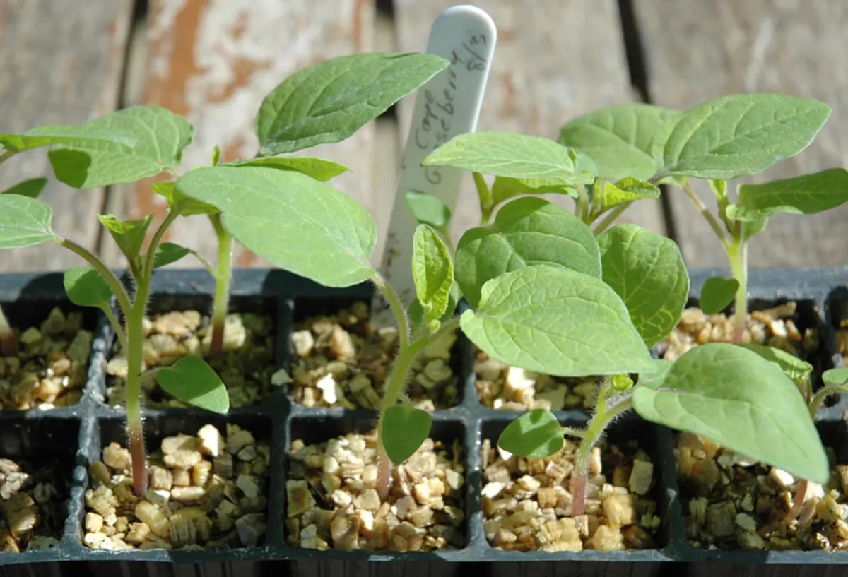 น้อยคนจะรู้ 8 ผลไม้ ปลูกได้จากผล ที่เราซื้อมากิน เพาะสุดง่าย ทำได้จริง