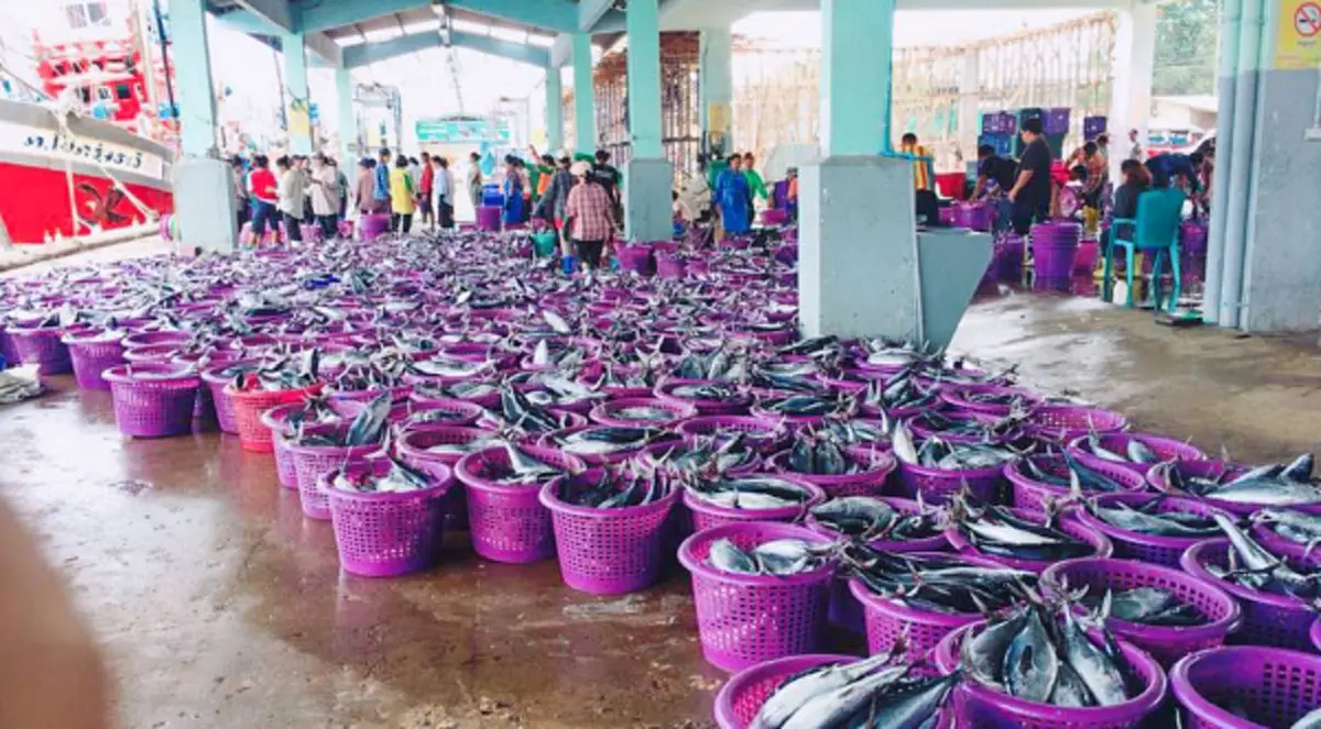 ยิ่งกว่าถูกหวย!! "เรือประมง" บนกรมหลวงชุมพรฯ ก่อนลากอวนจับปลา พอรู้จับได้ปลาอะไร ยิ่งขนลุก มูลค่าเป็นล้านๆ !!