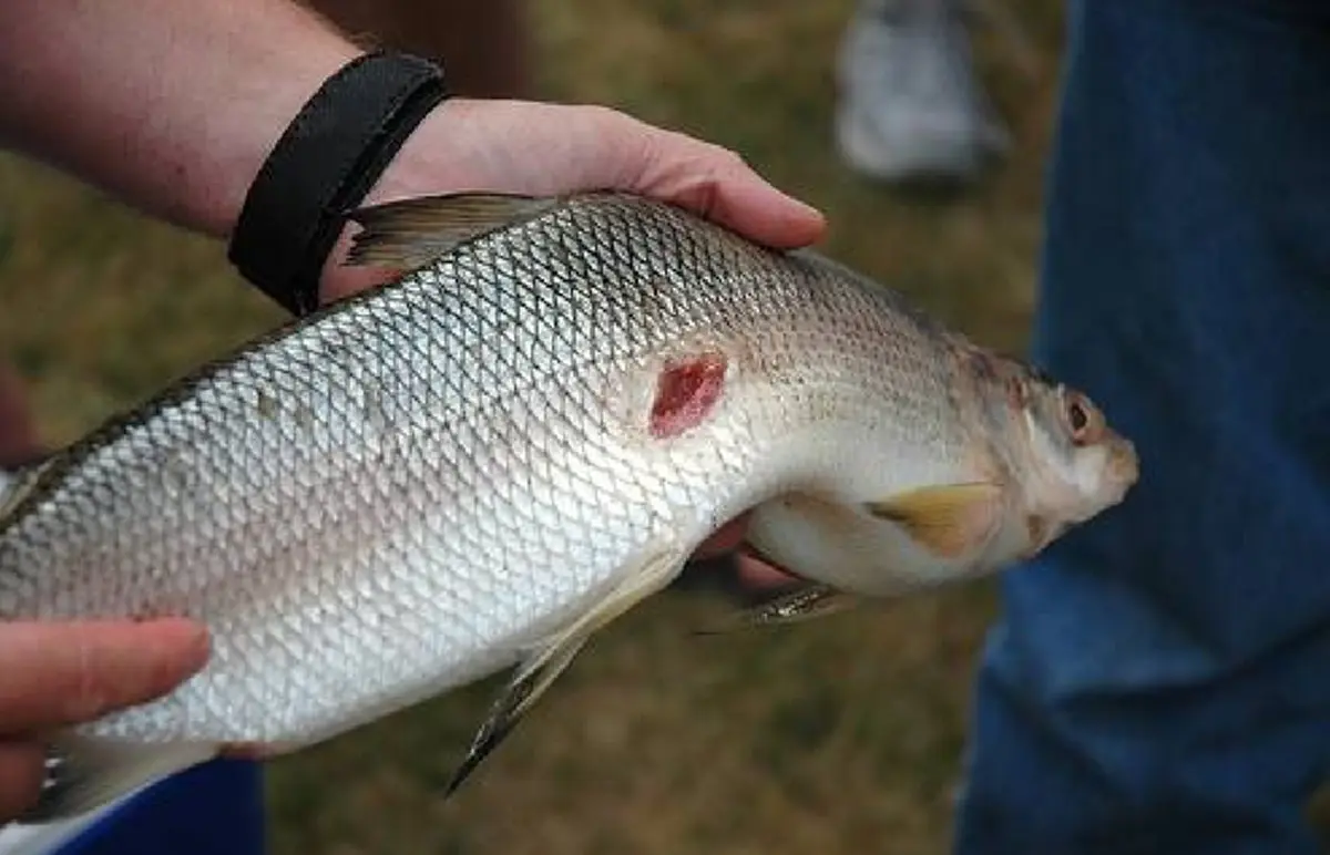 เปิดนาทีระทึก!! นักดำน้ำโดน " ปลาซอมบี้ " อายุ 200 ล้านปี กัดที่คอ! เล่นเอาประชาชนแถวนั้นขนลุกกันเป็นแถว !!? (ชมคลิป)