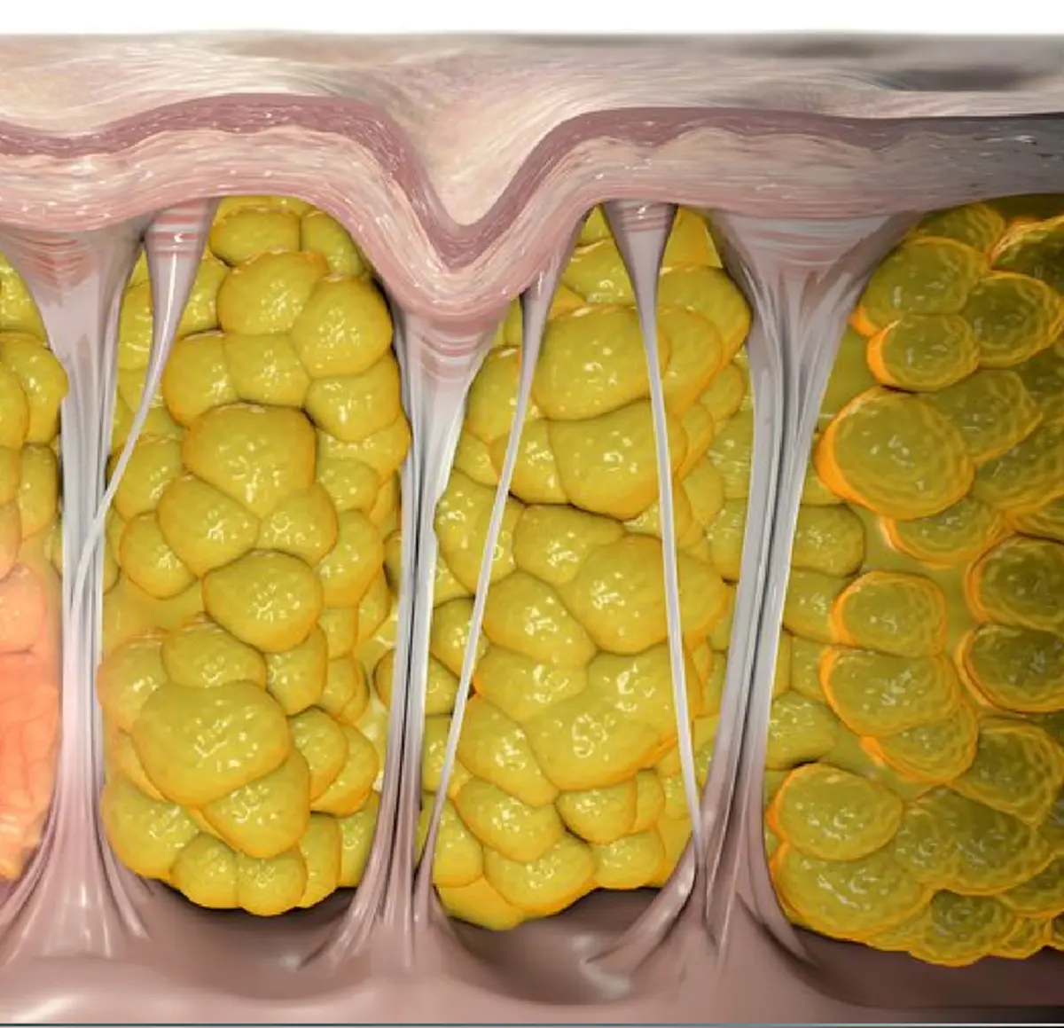 ผลลัพธ์เกินคาด!! สูตรน้ำสมุนไพร " น้ำขิงผสมน้ำผึ้ง " สูตรลับโบราณ เพียงครึ่งเดือนไขมันหาย 6 กิโล พุงยุบ หน้าขาวกระจ่างใส !!?
