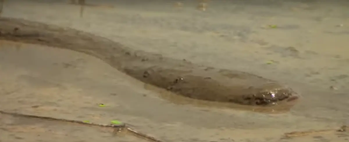 แห่ดู 7 ล้านคน !! คลิปหนุ่มจับ " ปลาไหลไฟฟ้ายักษ์ " ในบ่อโคลน ! ก่อนนำมาล้างน้ำสะอาด เห็นแล้วมีขนลุก !!? ( ชมคลิป )