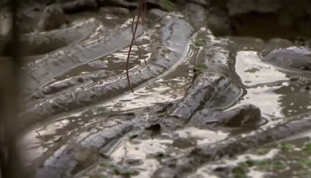 แห่ดู 7 ล้านคน !! คลิปหนุ่มจับ " ปลาไหลไฟฟ้ายักษ์ " ในบ่อโคลน ! ก่อนนำมาล้างน้ำสะอาด เห็นแล้วมีขนลุก !!? ( ชมคลิป )