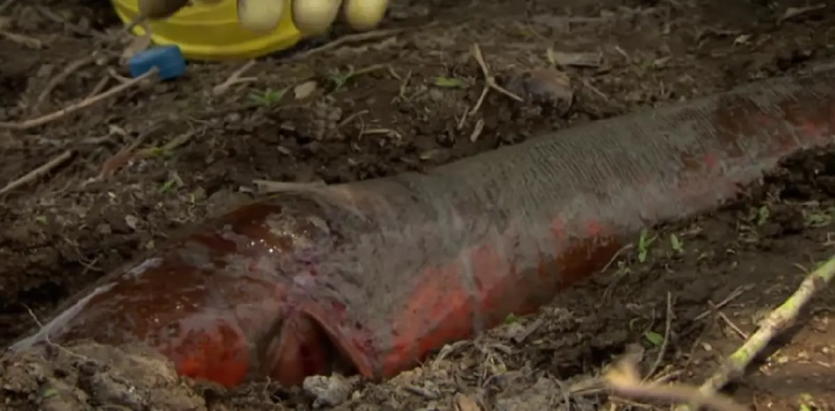 แห่ดู 7 ล้านคน !! คลิปหนุ่มจับ " ปลาไหลไฟฟ้ายักษ์ " ในบ่อโคลน ! ก่อนนำมาล้างน้ำสะอาด เห็นแล้วมีขนลุก !!? ( ชมคลิป )