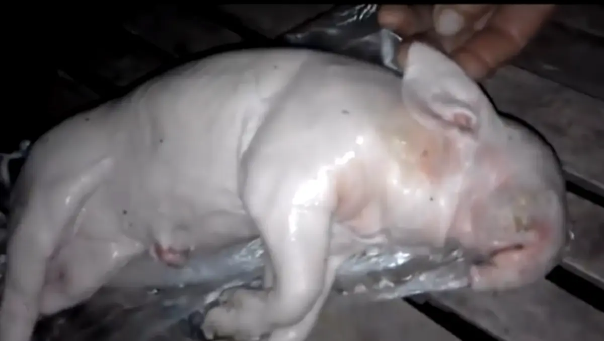 ฮือฮาทั้งหมู่บ้าน!! พ่อเฒ่าเลี้ยงหมู แต่คลอดลูกออกมาเป็นช้าง ทำชาวบ้านแตกตื่น เผยเชื่อมาให้โชค แห่ส่องกันตาแตก (คลิป)