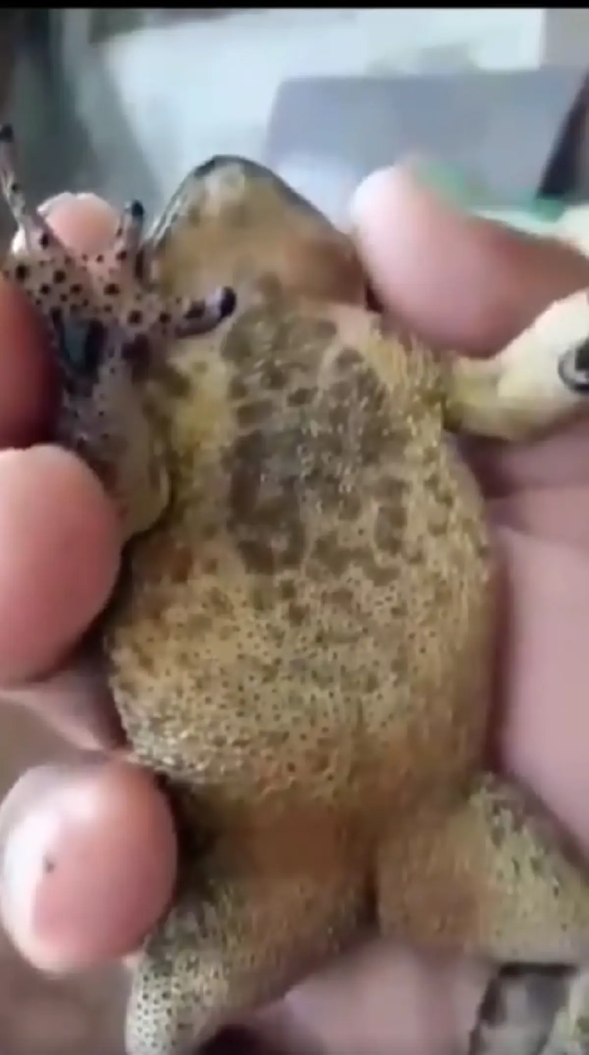 เงี่ยหูฟังให้ดี!! พญาคางคก บอกใบ้เป็นใน ได้ยินทั้งสองหูให้นักเสี่ยงโชคคอยลุ้น งานนี้กว้านซื้อหากันเกลี้ยงแผง (คลิป)