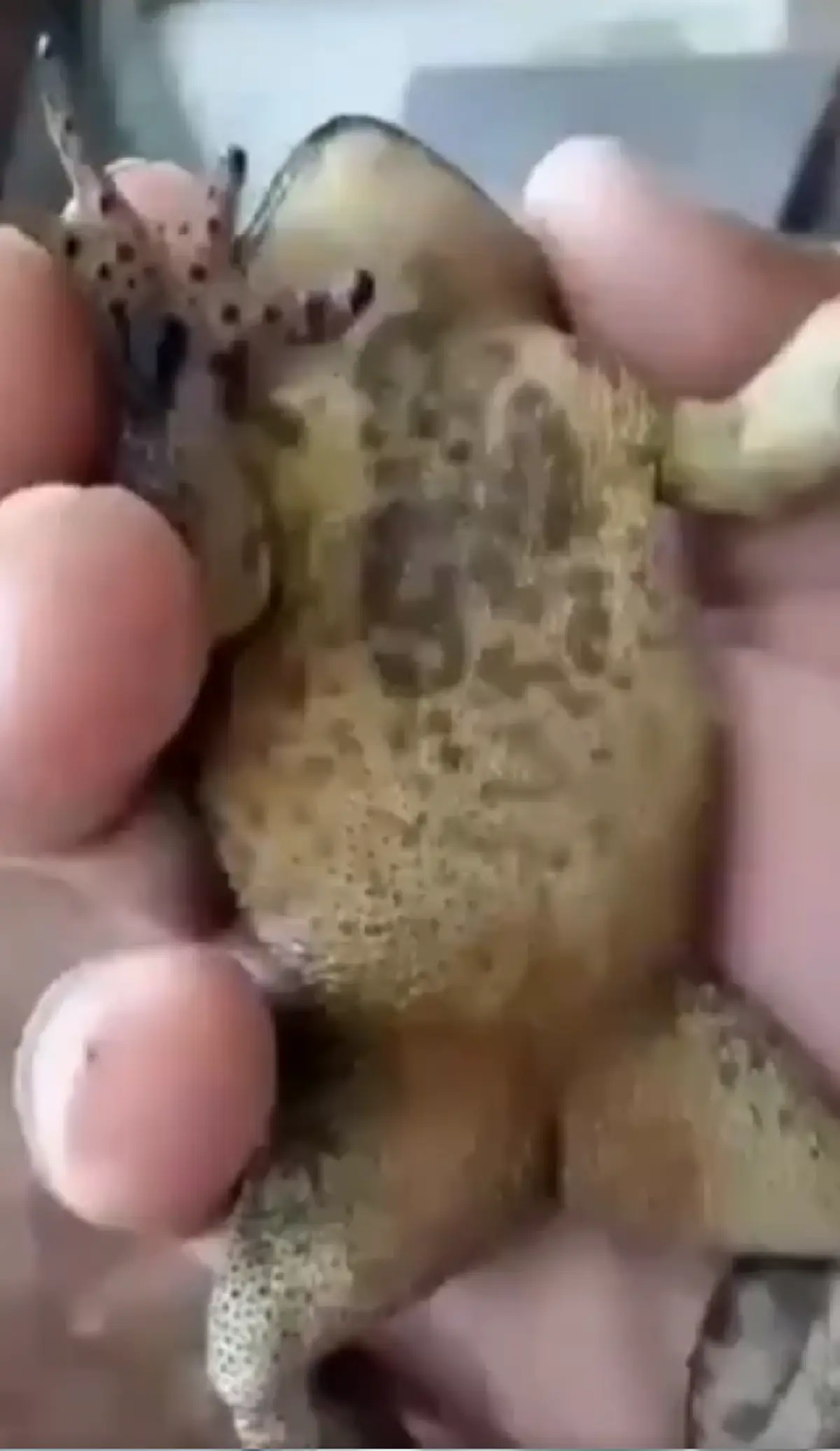 เงี่ยหูฟังให้ดี!! พญาคางคก บอกใบ้เป็นใน ได้ยินทั้งสองหูให้นักเสี่ยงโชคคอยลุ้น งานนี้กว้านซื้อหากันเกลี้ยงแผง (คลิป)