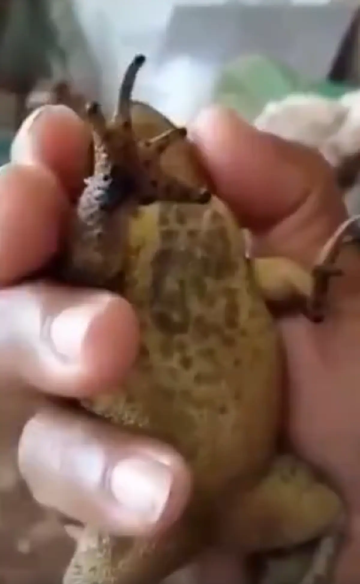 เงี่ยหูฟังให้ดี!! พญาคางคก บอกใบ้เป็นใน ได้ยินทั้งสองหูให้นักเสี่ยงโชคคอยลุ้น งานนี้กว้านซื้อหากันเกลี้ยงแผง (คลิป)