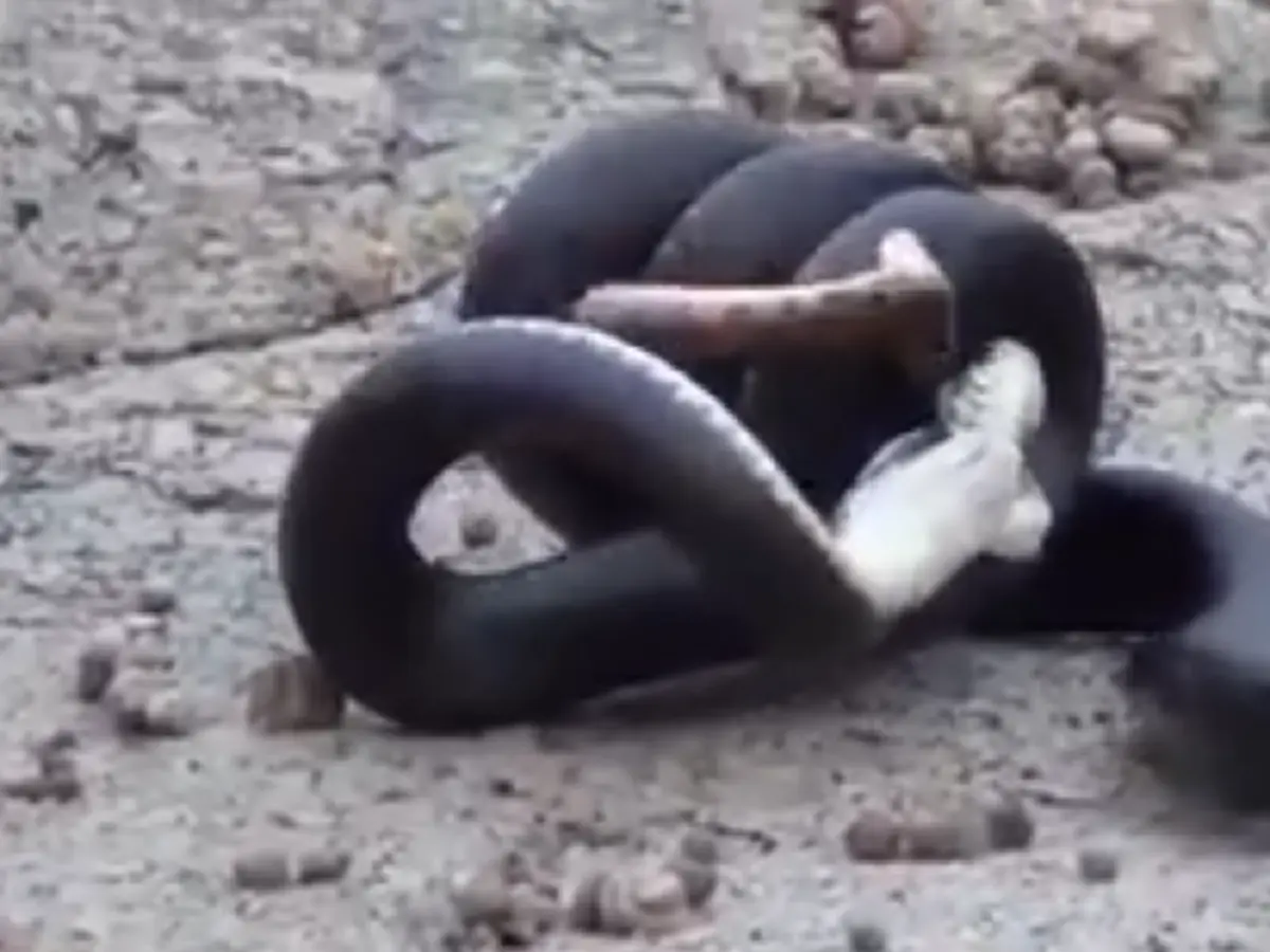 เรื่องจริงไม่มีมโน!! งูใหญ่กินงูเล็กสุดสยอง น้อยครั้งนักจะเห็น ความประหลาดอันโหดร้ายของธรรมชาติ (คลิป)