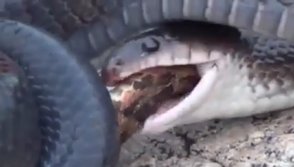 เรื่องจริงไม่มีมโน!! งูใหญ่กินงูเล็กสุดสยอง น้อยครั้งนักจะเห็น ความประหลาดอันโหดร้ายของธรรมชาติ (คลิป)