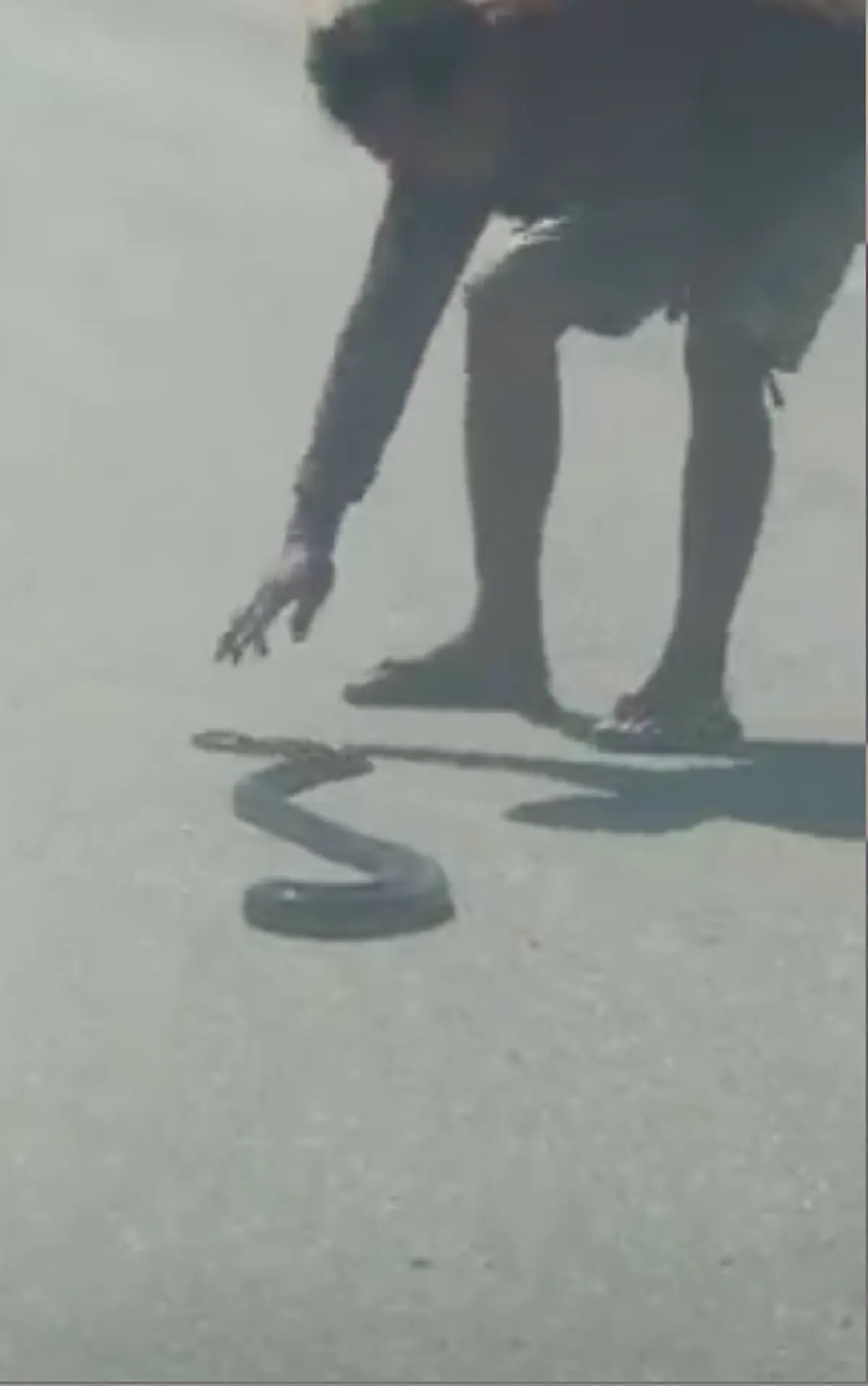 ดับฝัน เกือบคิดได้แล้วเชียว!! หนุ่ม เจองูเลื้อยอยู่กลางถนน จอดตีเลขหวังเสี่ยงโชค จู่ๆ ชายขี่จยย. เดินมาจับงูฟาดพื้นทีเดียวรู้เรื่อง  ฝันสลาย