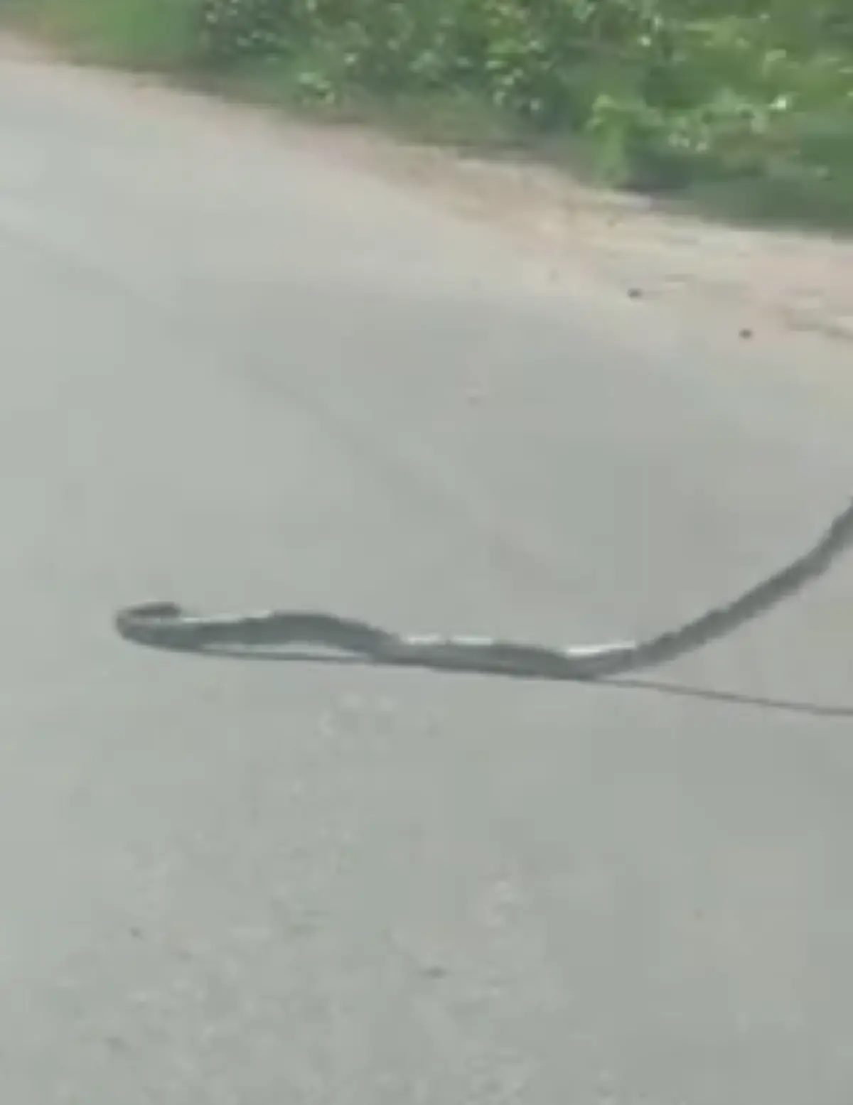 ดับฝัน เกือบคิดได้แล้วเชียว!! หนุ่ม เจองูเลื้อยอยู่กลางถนน จอดตีเลขหวังเสี่ยงโชค จู่ๆ ชายขี่จยย. เดินมาจับงูฟาดพื้นทีเดียวรู้เรื่อง  ฝันสลาย