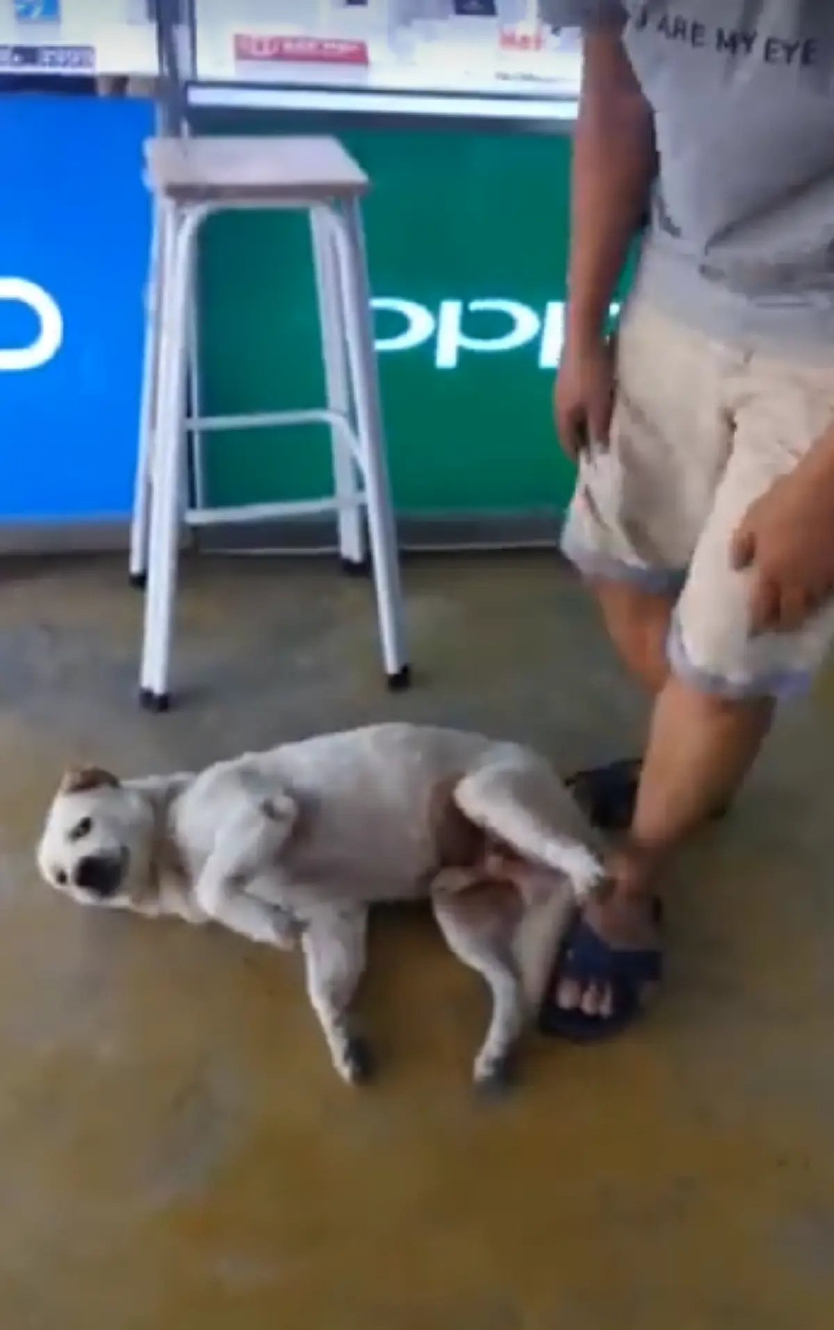 ชาวเน็ตเอ็นดู!! เจ้าของดึงรั้งสุนัขไปอาบน้ำ ทำตัวอ่อนหมดเรี่ยวแรง ถ่ายคลิปไปฮาไป (คลิป)