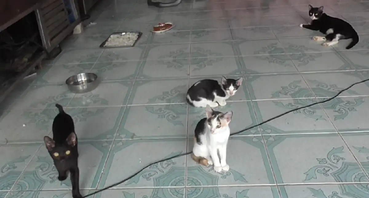 รักต่างสายพันธุ์ เจ้าตูบใจกล้าปะทะเดือดสู้ "งูเหลือมยักษ์" หวังปกป้องลูกแมว!