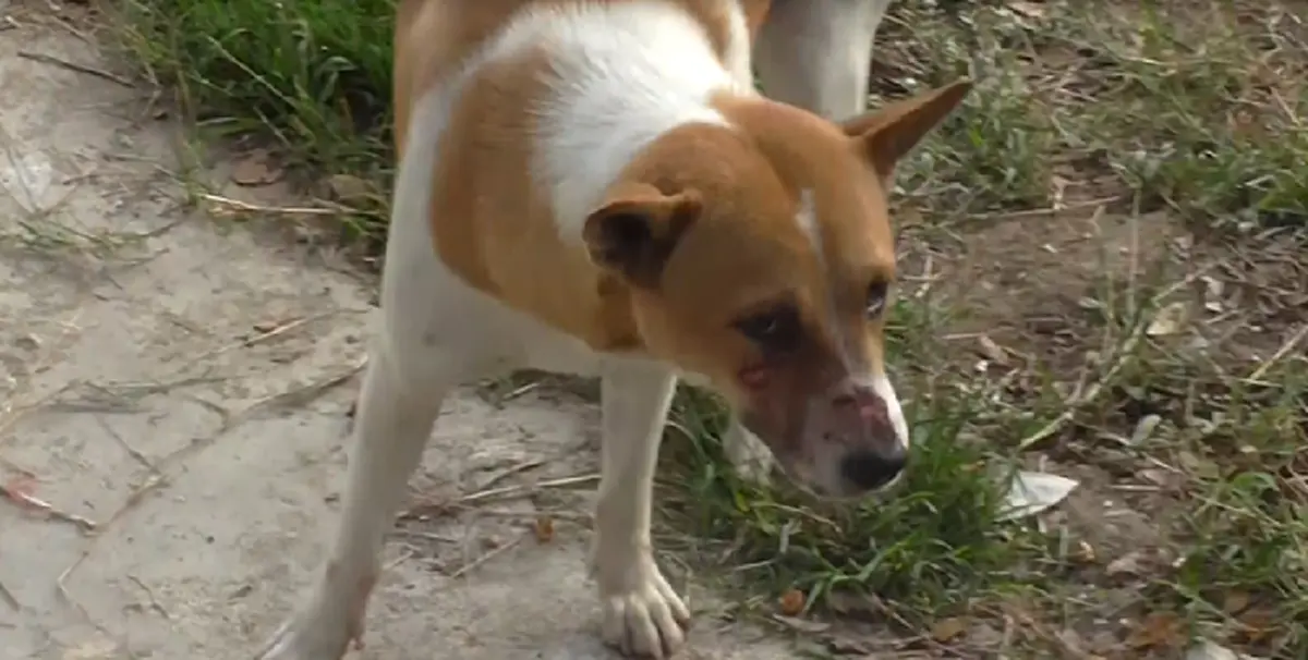 รักต่างสายพันธุ์ เจ้าตูบใจกล้าปะทะเดือดสู้ "งูเหลือมยักษ์" หวังปกป้องลูกแมว!