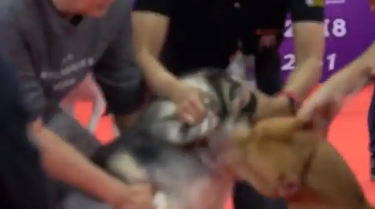 สุนัขกัดกัน