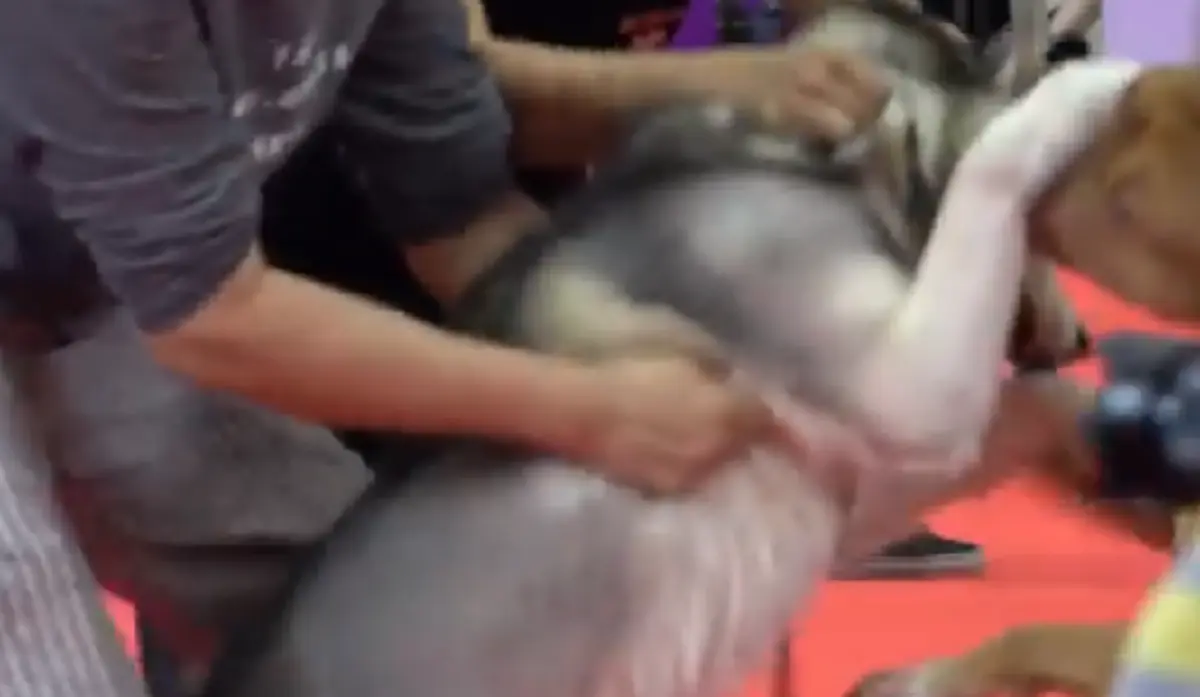 ไซบีเรียนถูกพิทบูลกัด